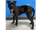 Adopt Brindleby a Pit Bull Terrier, Mixed Breed