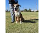Adopt Bon Bon a Mixed Breed