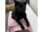 Adopt Lenny Williams a Domestic Short Hair