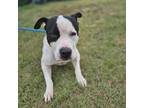 Adopt Tim a Pit Bull Terrier