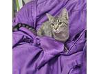 Adopt Ken-Ryan a Domestic Short Hair