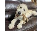 Adopt Milo a Golden Retriever, Standard Poodle