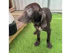 Adopt Wave a Weimaraner, German Shorthaired Pointer