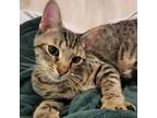 Adopt Disco Turkey a Domestic Short Hair