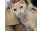 Adopt Bubble Wrap a Domestic Short Hair