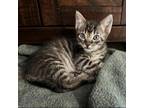 Adopt Hickory a Domestic Short Hair