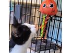 Adopt Bottle Rocket a Domestic Short Hair
