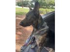Adopt Nico - Located in VA a Dutch Shepherd