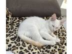 Adopt Claude a Siamese, Domestic Short Hair