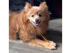 Adopt Buddy a Pomeranian
