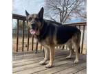 Adopt Trooper a German Shepherd Dog