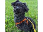 Adopt Fink a Poodle