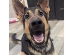 Adopt Buddy a German Shepherd Dog