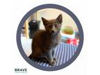 Adopt Turkey Leg a Domestic Short Hair