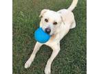 Adopt Tank 2 a Labrador Retriever