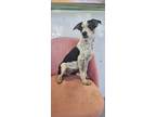 Adopt Sprint #7306 a Border Collie, Cattle Dog