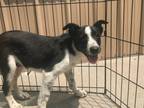 Adopt Javelin #7305 a Border Collie, Cattle Dog