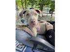 Adopt Macaroni (24-112 D) a Weimaraner, Mixed Breed