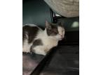 Adopt Eminem 2024 a American Shorthair