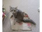 Adopt Baby a Domestic Medium Hair