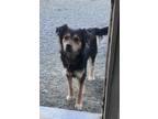 Adopt Max a Labrador Retriever, Husky