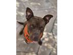 Adopt Hershey a Pit Bull Terrier