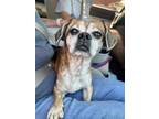 Adopt Chico a Pug, Beagle