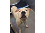 Adopt Bear a Pit Bull Terrier