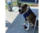 Adopt Frisco a American Staffordshire Terrier, Mixed Breed