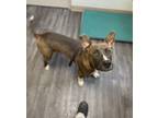 Adopt Cory a Pit Bull Terrier, Mixed Breed