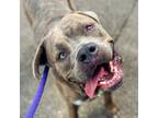 Adopt Rosco a Mastiff, Mixed Breed
