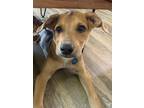 Adopt Dre a Labrador Retriever