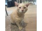 Adopt Pepperoni a Domestic Long Hair