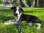 Adopt Jellybean a Pit Bull Terrier