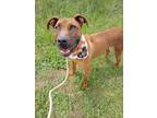 Adopt Red a Pit Bull Terrier, Hound