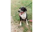 Adopt Lawrence a Pit Bull Terrier, Pointer