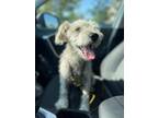 Adopt Link a Schnauzer