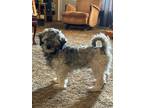 Adopt Sullivan a Havanese