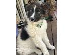 Adopt Francis a Mixed Breed