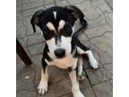 Adopt Avocado a Husky, Mixed Breed