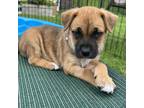 Adopt Mango a Shepherd, Mixed Breed