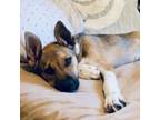 Adopt Sprite a Pit Bull Terrier