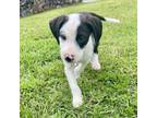 Adopt Chevy Litter: Sliverado a Jack Russell Terrier, Australian Shepherd
