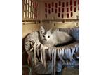 Adopt Rambo a Domestic Long Hair
