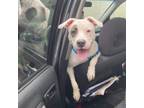 Adopt Coco a Dogo Argentino