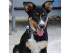 Adopt Tuffy a Mixed Breed