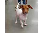 Adopt Alex a Mixed Breed