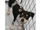 Adopt Danny a Mixed Breed