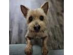Adopt Jesus a Yorkshire Terrier