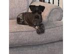 Adopt Harvey a Schnauzer